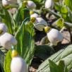 Snowdrop