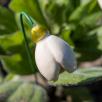 Snowdrop