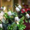Snowdrop