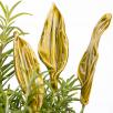 Tulip Leaf - Light Green