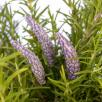 Lavender - Light purple