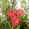 Mini Daisy - Red