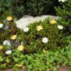 Mini Daisy
