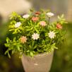 Mini Daisy