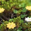Mini Daisy