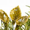 Rose Leaf