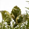 Rose Leaf