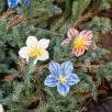 Mirabilis