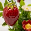  Medium Centerpiece with Strawberry