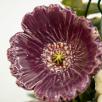 Small Centerpiece with Garden Poppy