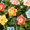 Cluster Mallow