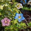 Cluster Mallow