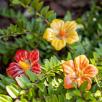 Cluster Mallow