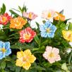 Cluster Mallow