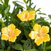 Cluster Mallow - Yellow