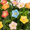 Cluster Mallow