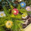 Meadow Daisy