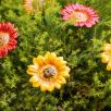 Decor Sunflower