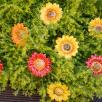 Decor Sunflower