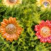 Decor Sunflower