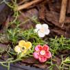 Strawberry Flower