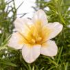 Amaryllis - White