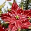 Large Christmas Centerpiece with Star Flowers