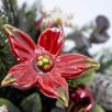 Christmas Small  Centerpiece with Star Flowers
