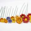 Thousand Color Large Flower Selection