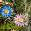 Meadow Daisy