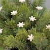 Snowflake - White