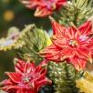 Large Christmas Centerpiece with Star Flowers