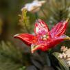 Christmas Small  Centerpiece with Star Flowers