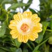 Moonflower - Yellow