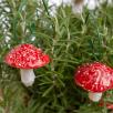 Hanging Mushroom