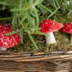Hanging Mushroom