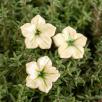 Mini Mirabilis - White