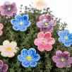 African Violet