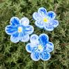 African Violet - Blue
