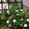 African Violet