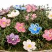 African Violet