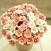African Violet
