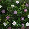 African Violet