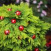 Ladybug