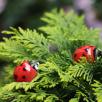 Ladybug