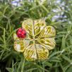 Clover with Ladybug - Light Green