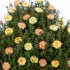 Mini Meadow Daisy