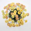 Mini Meadow Daisy