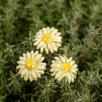 Mini Meadow Daisy - Green