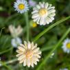 Mini Meadow Daisy